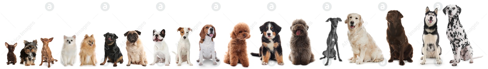 Image of Adorable dogs of different sizes in row on white background, from smallest to largest