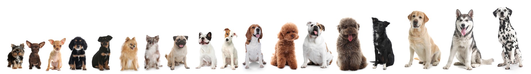 Image of Adorable dogs of different sizes in row on white background, from smallest to largest