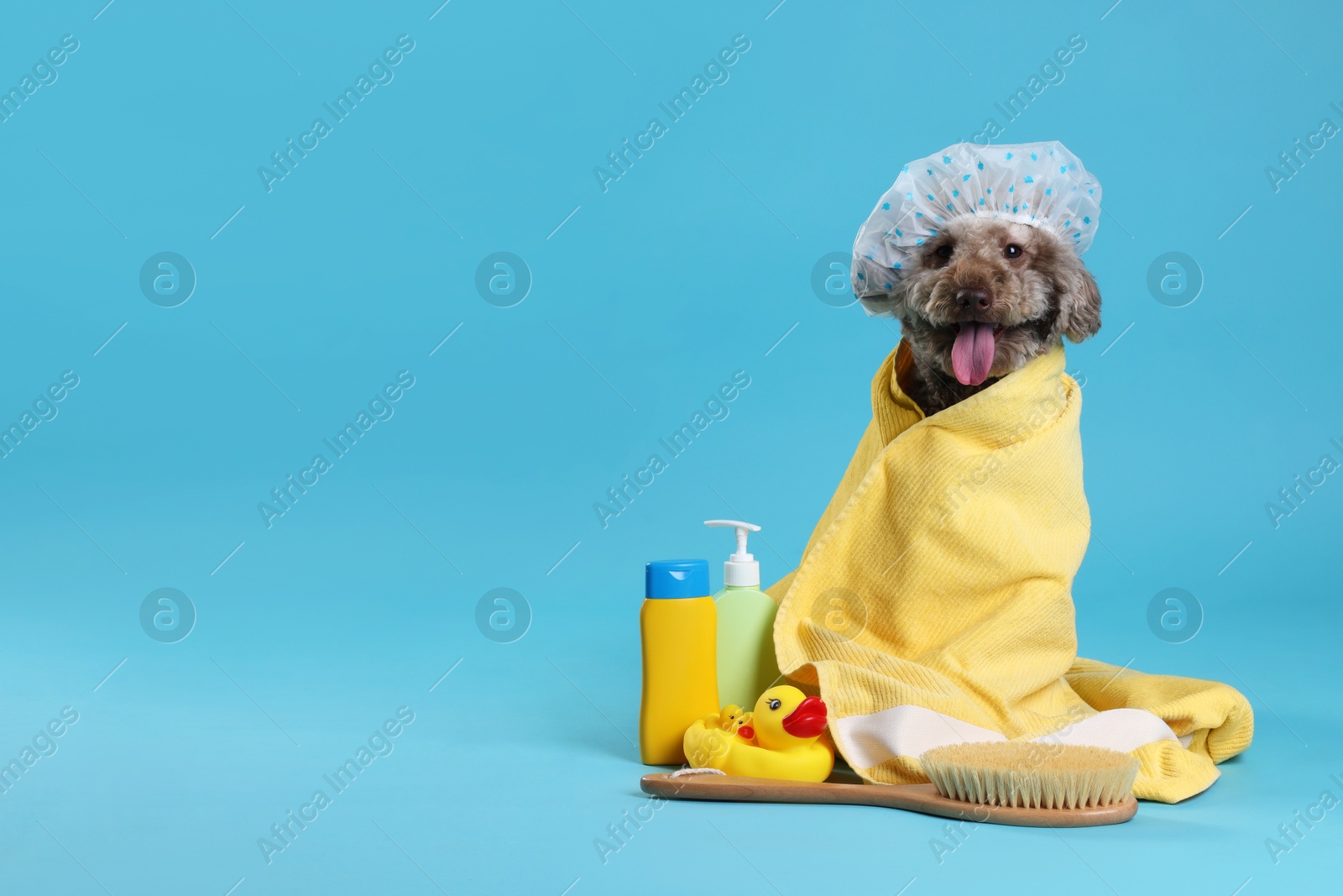 Photo of Cute dog with shower cap and other bath accessories on light blue background, space for text