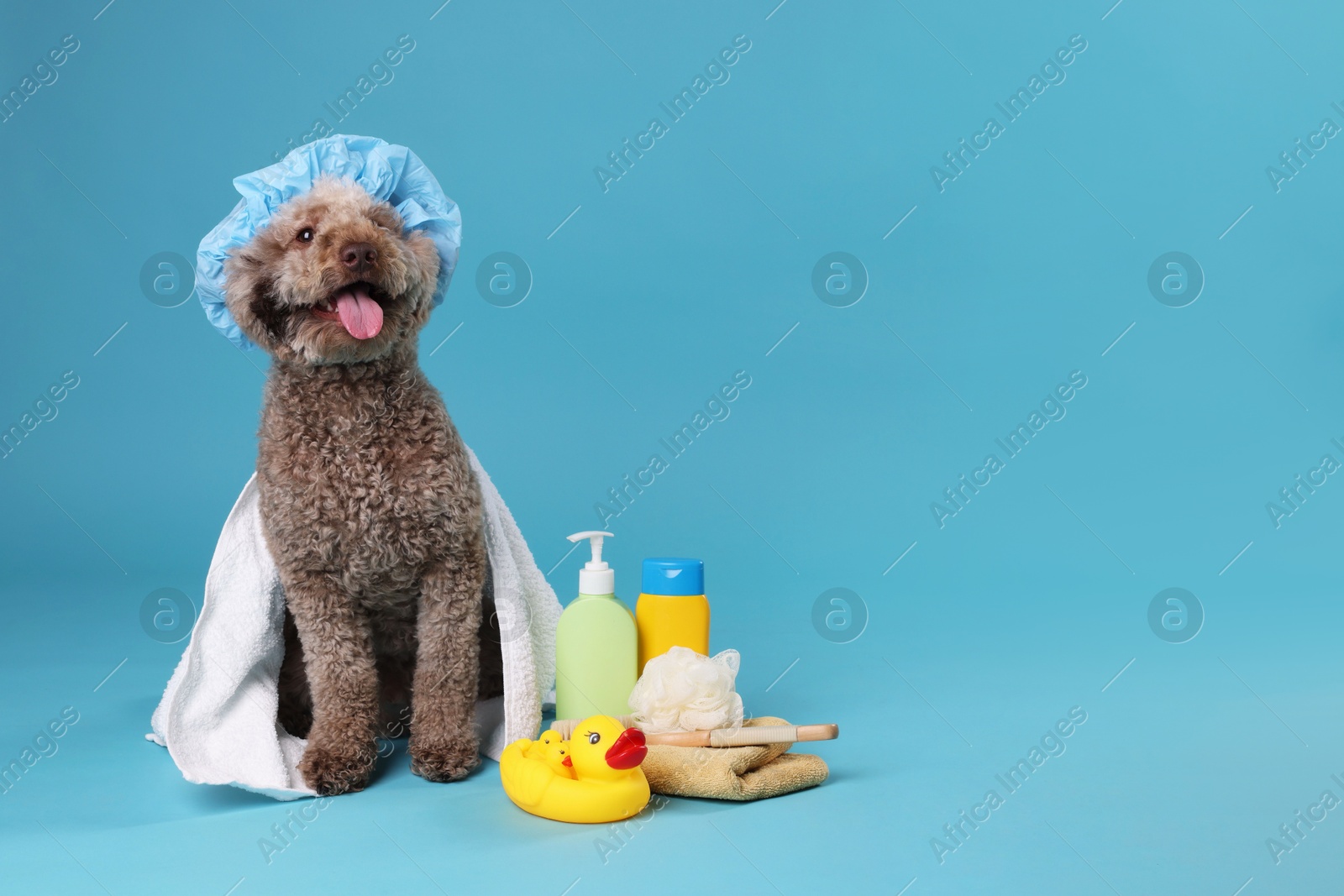 Photo of Cute dog with shower cap and other bath accessories on light blue background, space for text