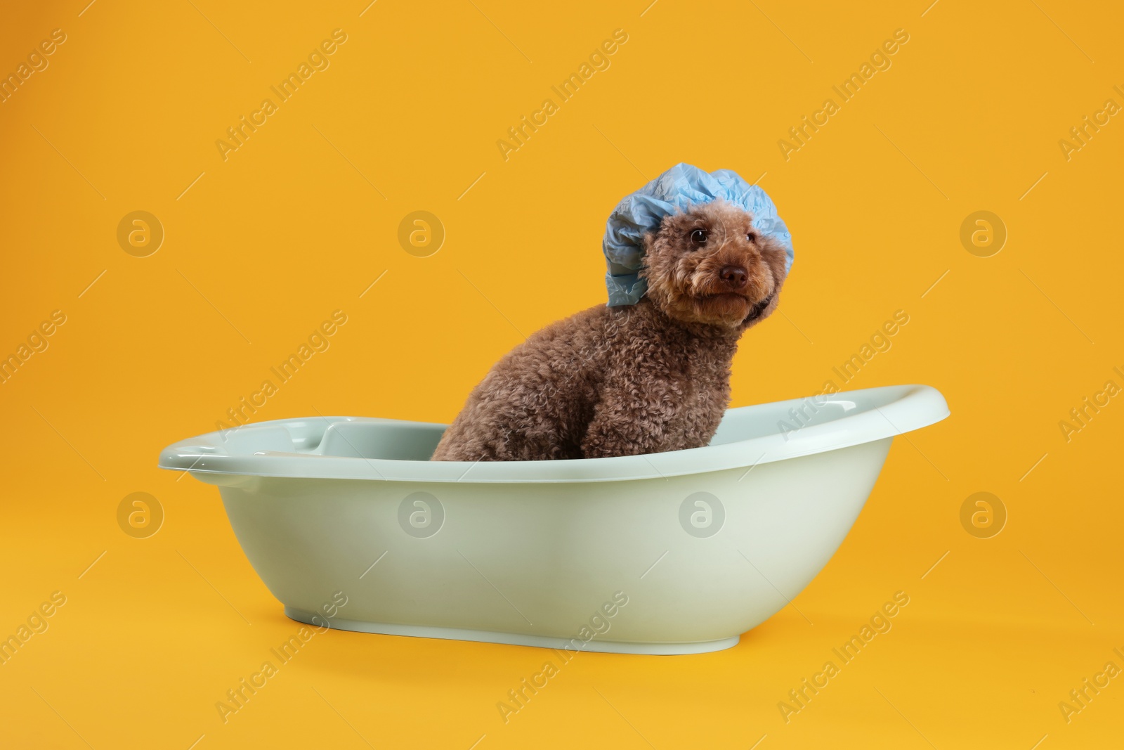 Photo of Cute dog with shower cap in small bathtub on orange background