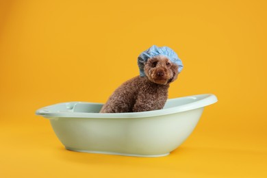 Photo of Cute dog with shower cap in small bathtub on orange background