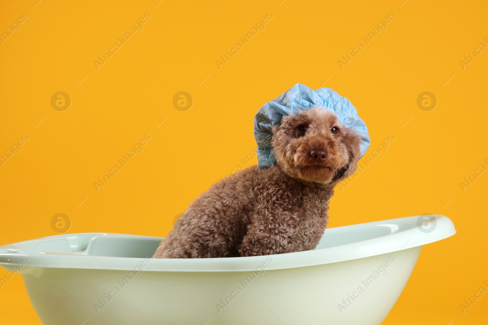 Photo of Cute dog with shower cap in small bathtub on orange background