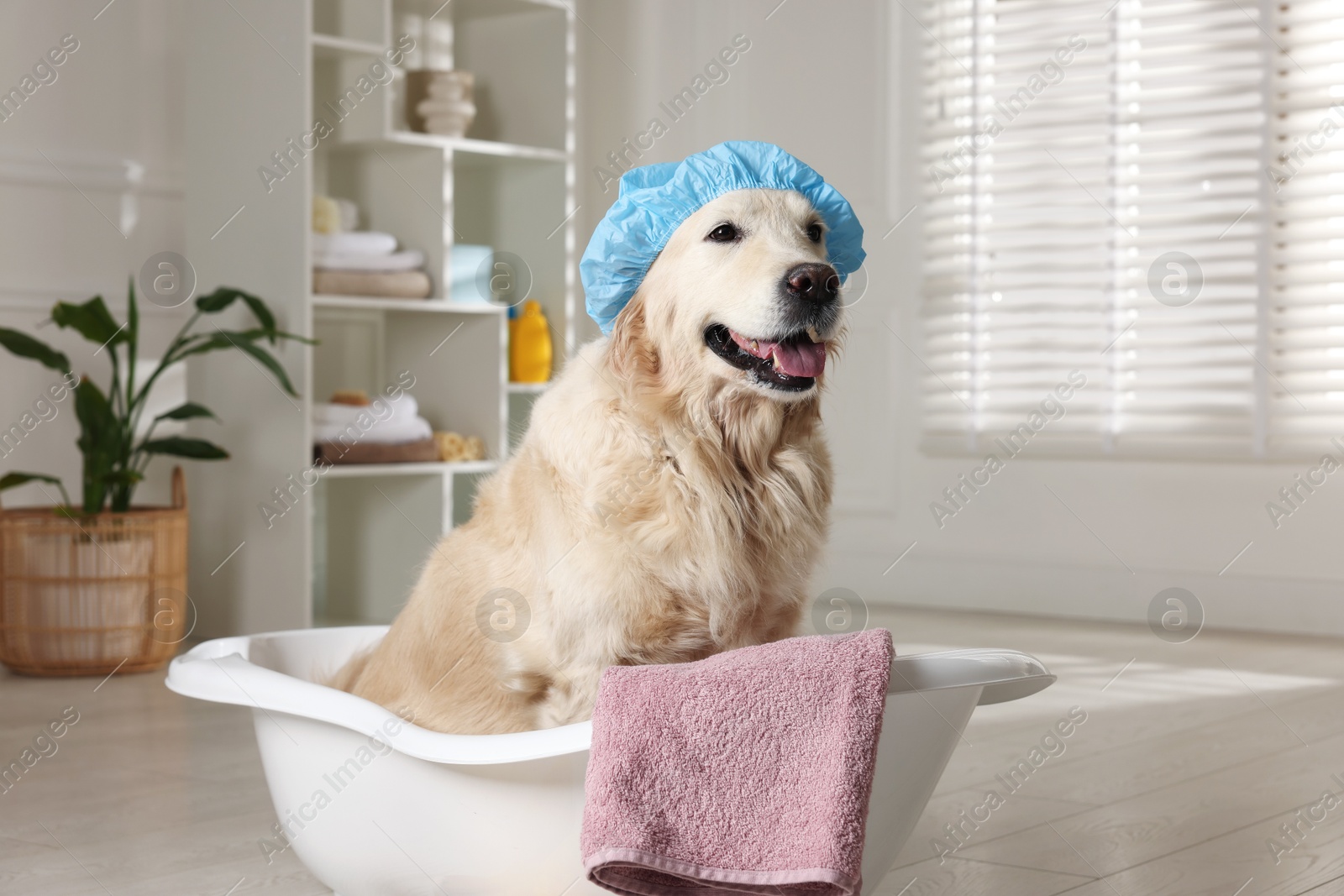 Photo of Cute dog with shower cap and towel in small bathtub at home