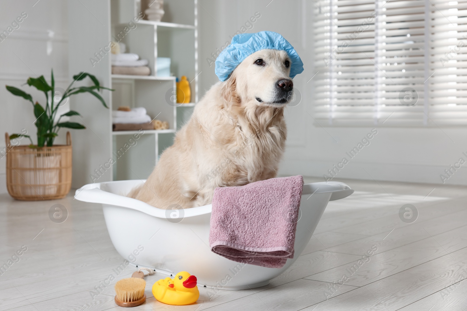 Photo of Cute dog with shower cap in small bathtub and bath accessories at home