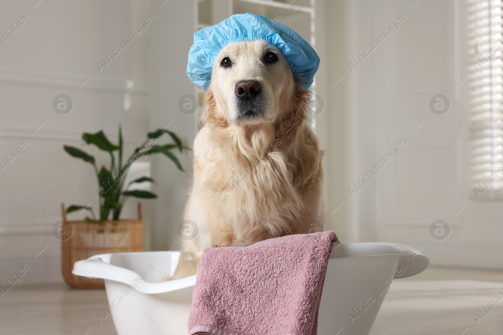 Photo of Cute dog with shower cap and towel in small bathtub at home