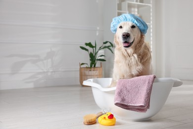 Photo of Cute dog with shower cap in small bathtub and bath accessories at home. Space for text