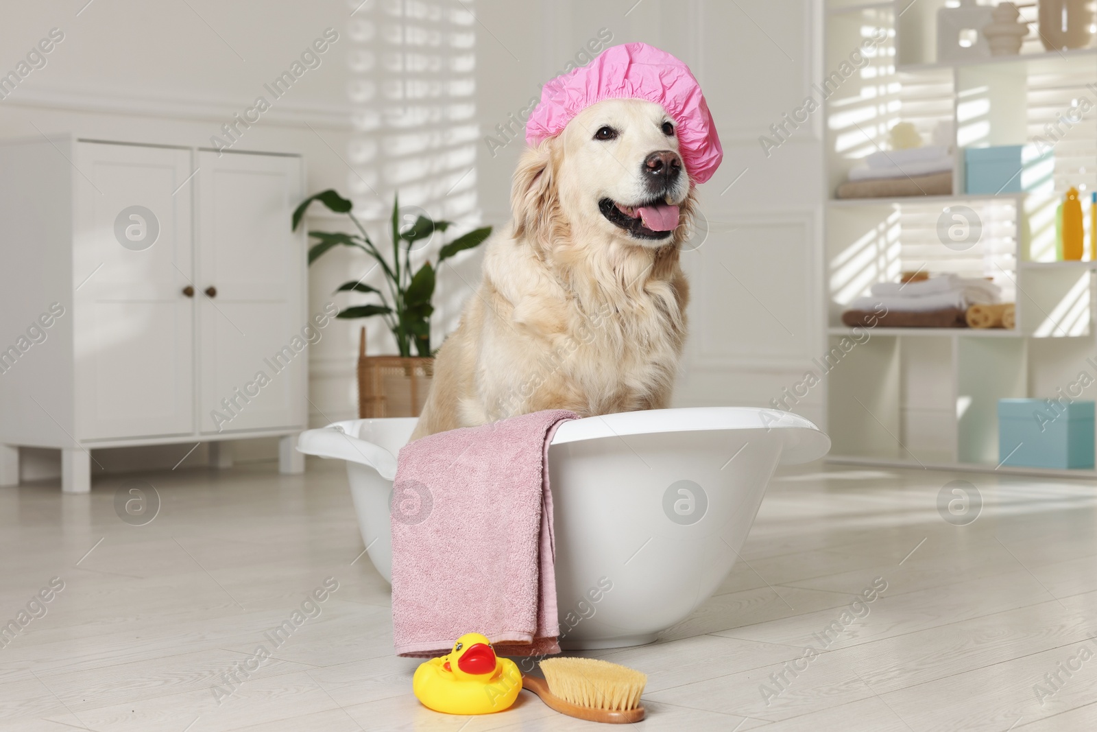 Photo of Cute dog with shower cap in small bathtub and bath accessories at home