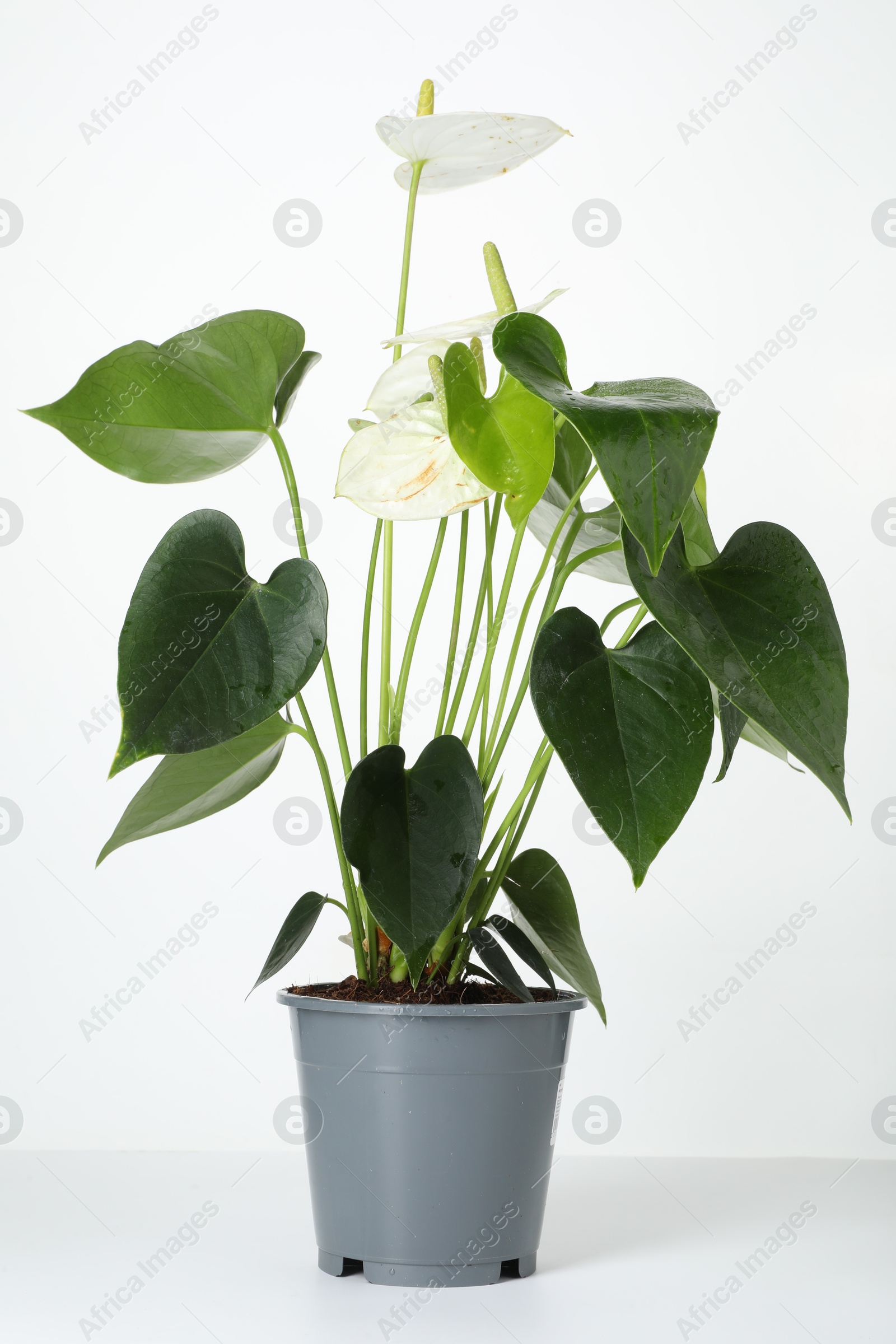 Photo of Beautiful painter's palette plant in pot isolated on white