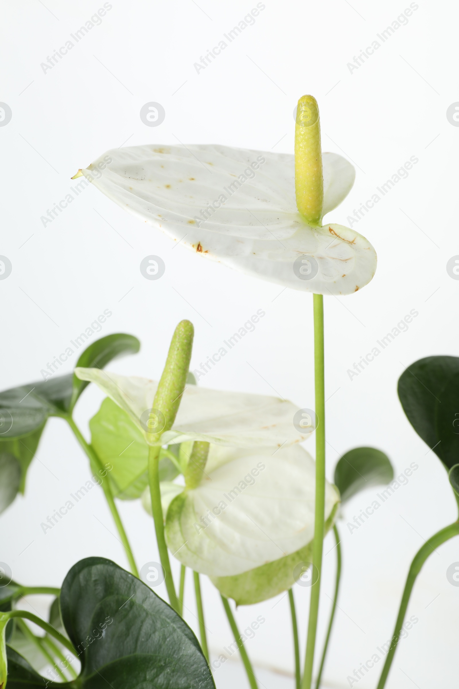 Photo of Beautiful painter's palette plant isolated on white