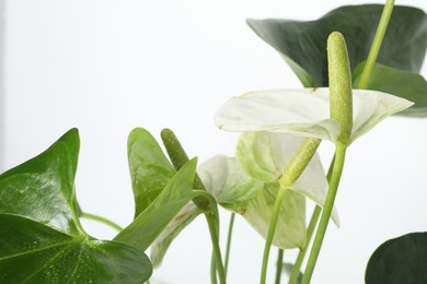 Photo of Beautiful painter's palette plant isolated on white