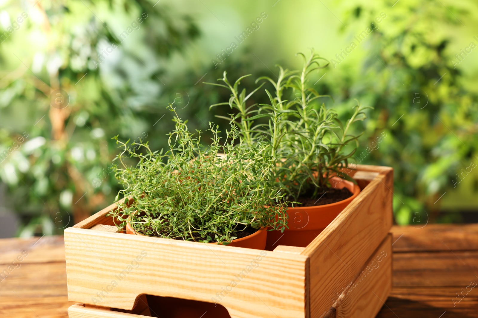 Potted aromatic herbs in crate on wooden table, closeup Photo of Potted aromatic herbs in crate on wooden table, closeup