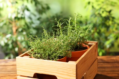 Photo of Potted aromatic herbs in crate on wooden table, closeup