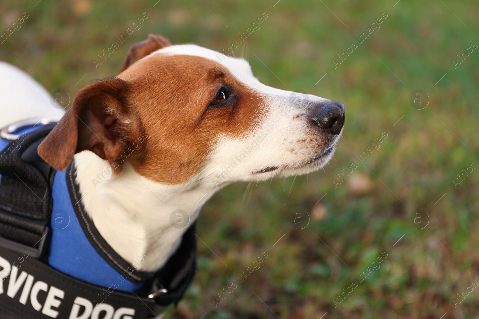 Photo of Cute Jack Russell Terrier wearing service dog vest outdoors, closeup