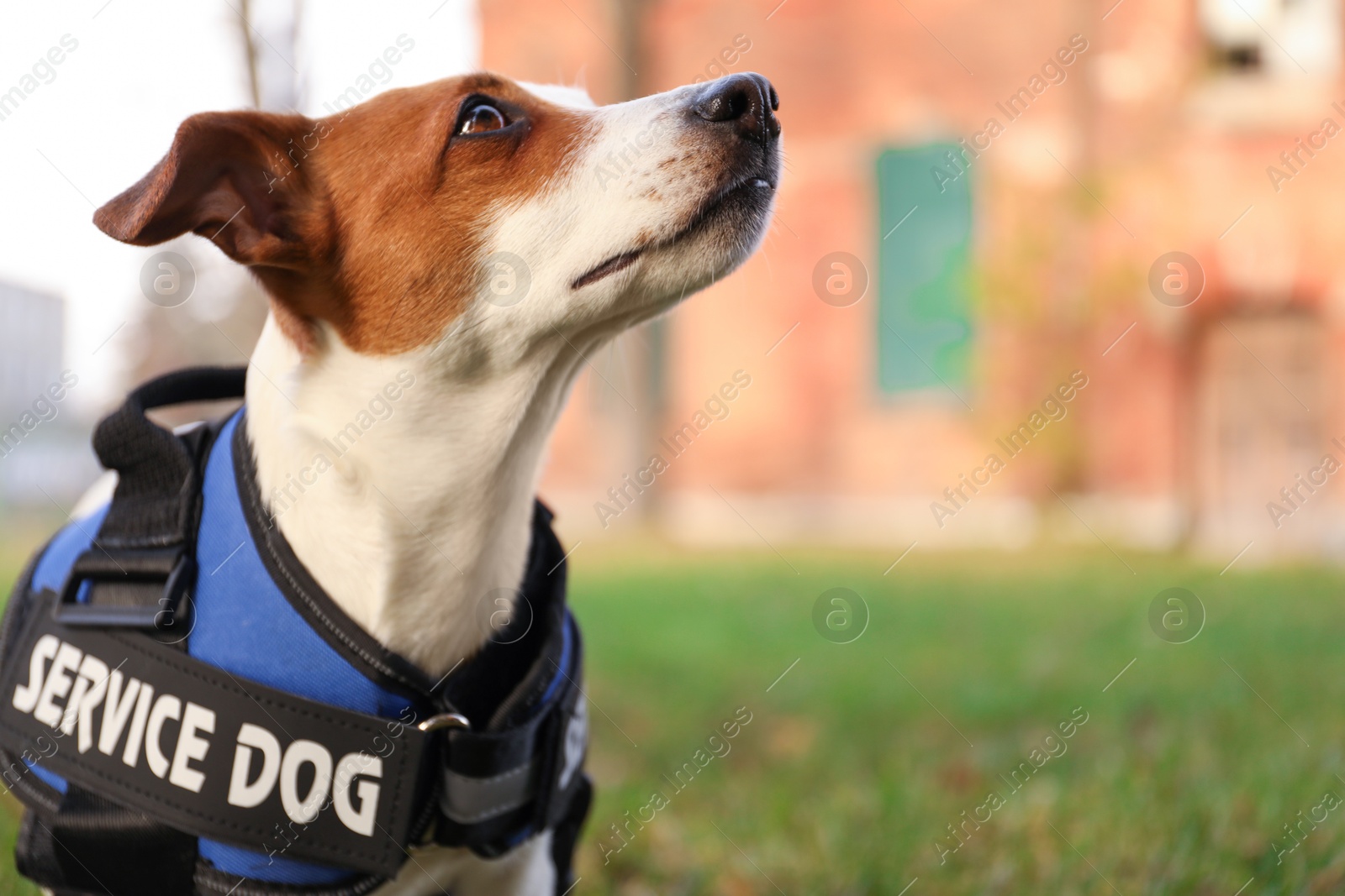 Photo of Cute Jack Russell Terrier wearing service dog vest outdoors, closeup. Space for text