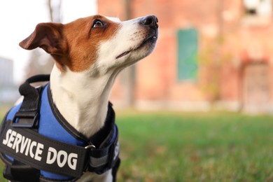 Photo of Cute Jack Russell Terrier wearing service dog vest outdoors, closeup. Space for text