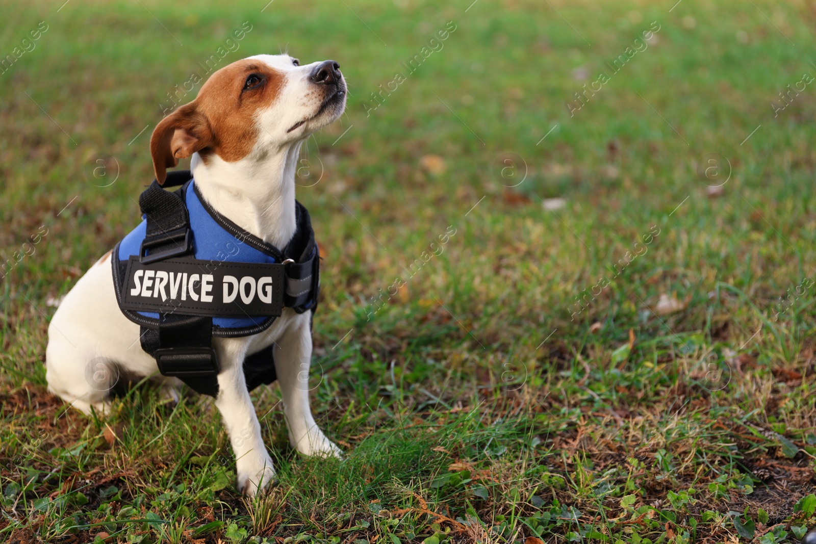 Photo of Cute Jack Russell Terrier wearing service dog vest outdoors, space for text