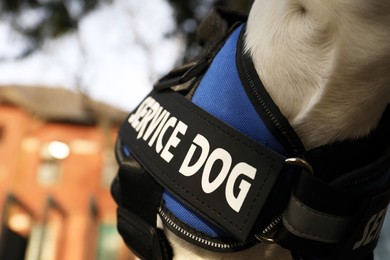 Photo of Cute Jack Russell Terrier wearing service dog vest outdoors, closeup