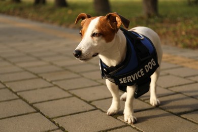 Photo of Cute Jack Russell Terrier wearing service dog vest outdoors