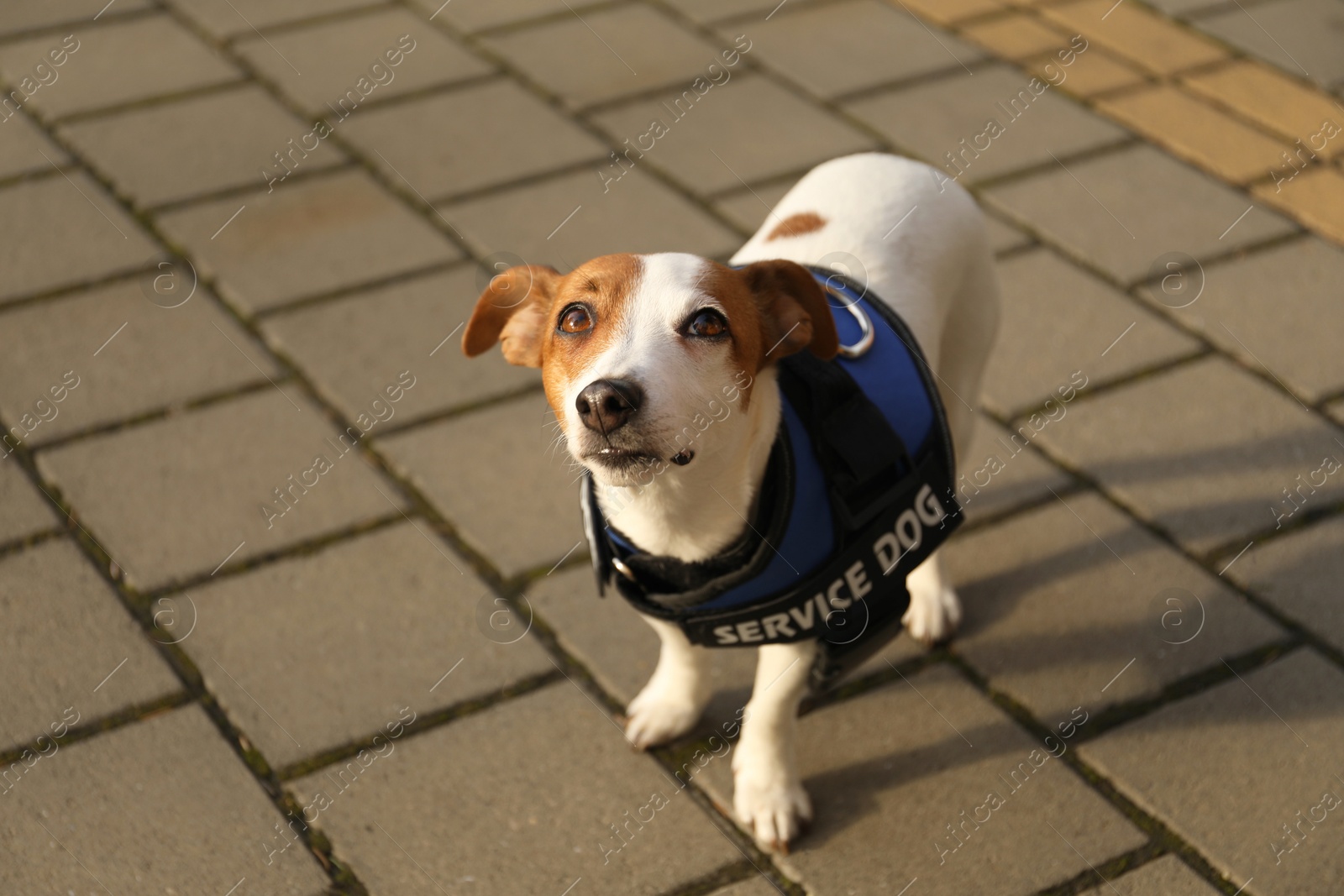 Photo of Cute Jack Russell Terrier wearing service dog vest outdoors