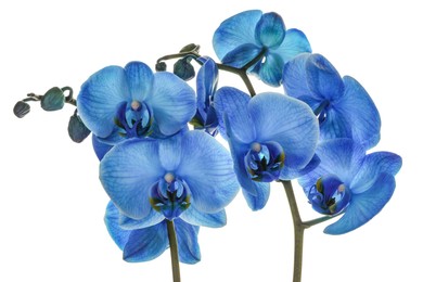 Photo of Beautiful blue orchid flower isolated on white