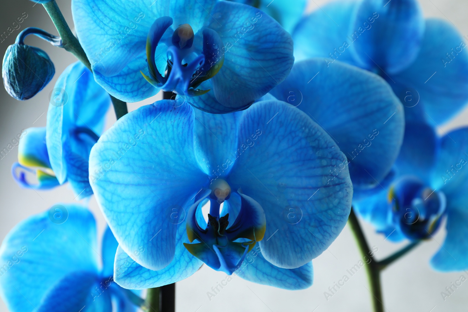 Beautiful blue orchid flower on light grey background, closeup Photo of Beautiful blue orchid flower on light grey background, closeup