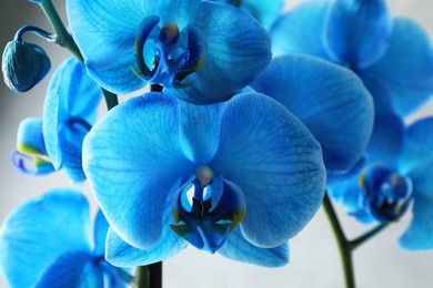 Photo of Beautiful blue orchid flower on light grey background, closeup