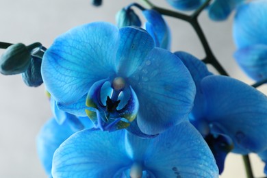 Photo of Beautiful blue orchid flower on light grey background, closeup