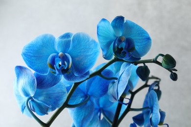 Photo of Beautiful blue orchid flower on light grey background, closeup