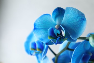 Photo of Beautiful blue orchid flower on light grey background, closeup. Space for text
