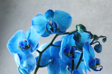 Photo of Beautiful blue orchid flower on light grey background, closeup