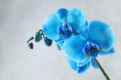Photo of Beautiful blue orchid flower on light grey background, closeup