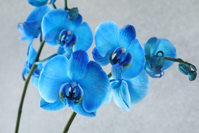 Photo of Beautiful blue orchid flower on light grey background, closeup