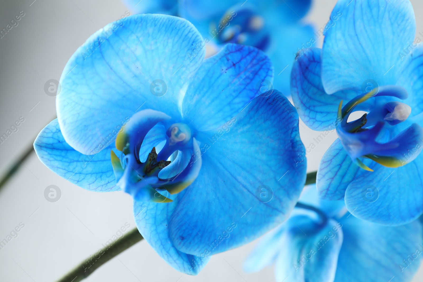 Beautiful blue orchid flower on light grey background, closeup Photo of Beautiful blue orchid flower on light grey background, closeup