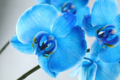 Photo of Beautiful blue orchid flower on light grey background, closeup
