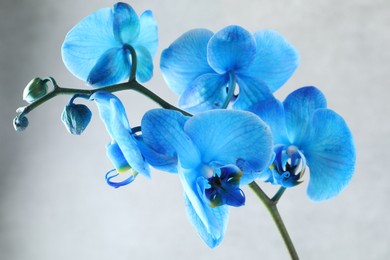 Photo of Beautiful blue orchid flower on light grey background, closeup