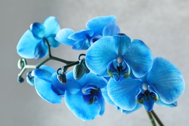 Photo of Beautiful blue orchid flower on light grey background, closeup