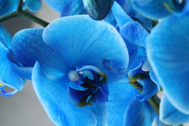 Photo of Beautiful blue orchid flower on light grey background, closeup
