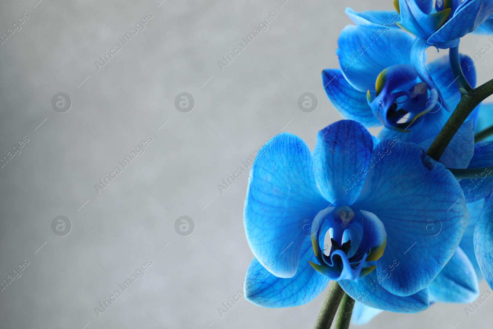 Beautiful blue orchid flower on light grey background, closeup. Space for text Photo of Beautiful blue orchid flower on light grey background, closeup. Space for text