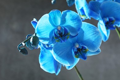 Photo of Beautiful blue orchid flower on grey background, closeup