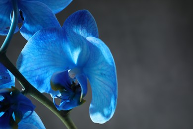 Photo of Beautiful blue orchid flower on grey background, closeup. Space for text