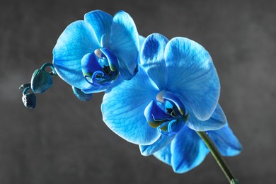 Photo of Beautiful blue orchid flower on grey background, closeup