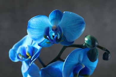Photo of Beautiful blue orchid flower on grey background, closeup