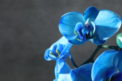 Photo of Beautiful blue orchid flower on grey background, closeup. Space for text