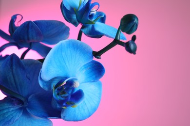 Photo of Beautiful blue orchid flower on pink background, closeup. Space for text