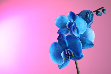 Photo of Beautiful blue orchid flower on pink background, closeup. Space for text