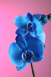Photo of Beautiful blue orchid flower on pink background, closeup