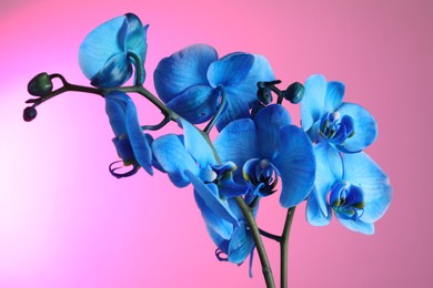 Photo of Beautiful blue orchid flower on pink background, closeup