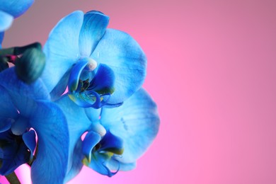 Photo of Beautiful blue orchid flower on pink background, closeup. Space for text