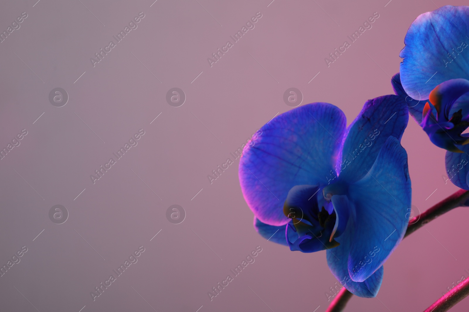 Beautiful blue orchid flower on color background, closeup. Space for text Photo of Beautiful blue orchid flower on color background, closeup. Space for text
